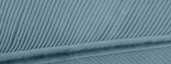 postępowania sądowe i arbistrażowe